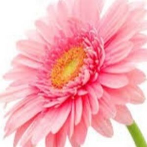 Meet your Posher, Trish